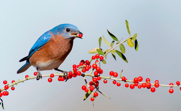 bird with yaupon holly berry